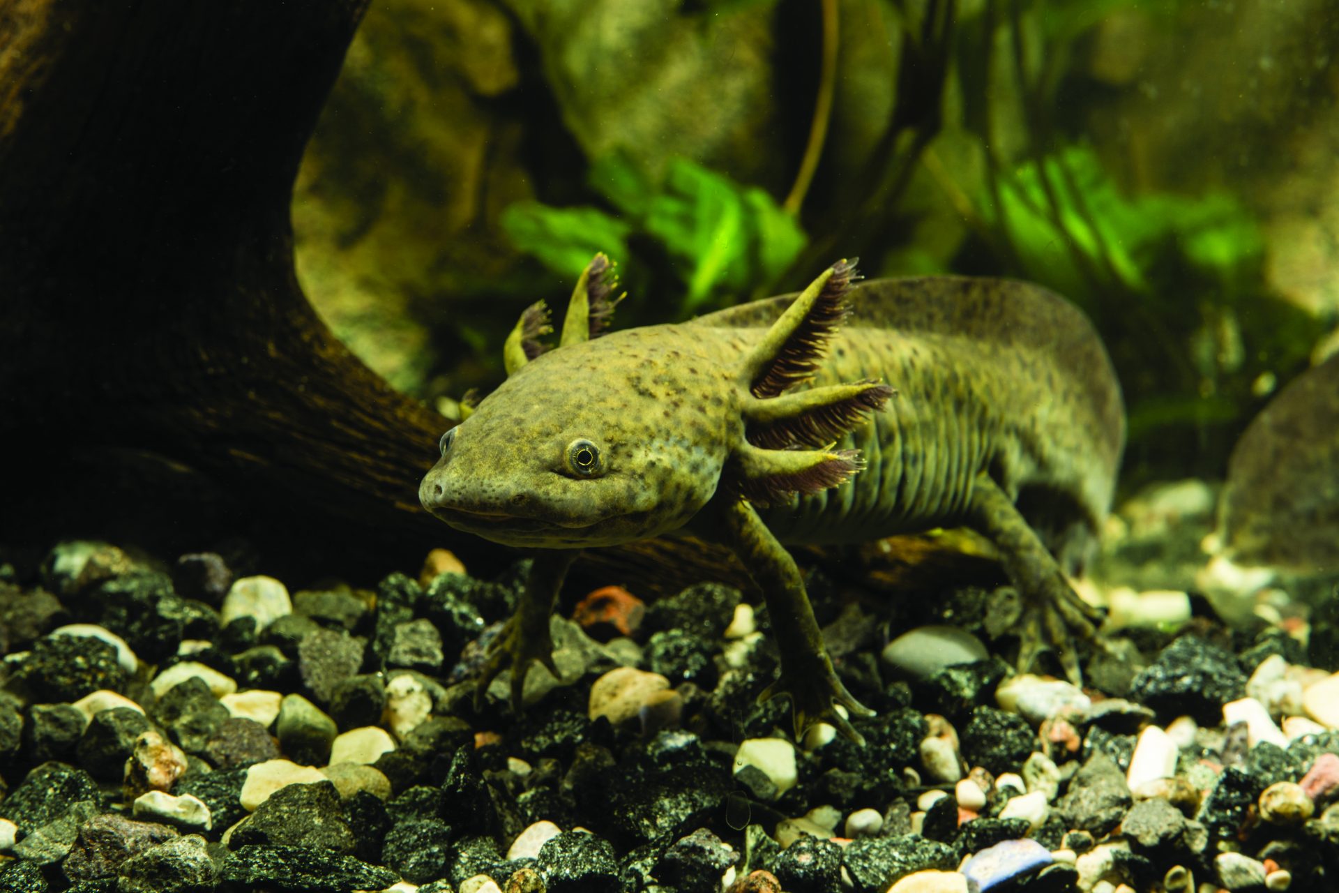 Axolotl | Alle weetjes | AquaZoo Leeuwarden